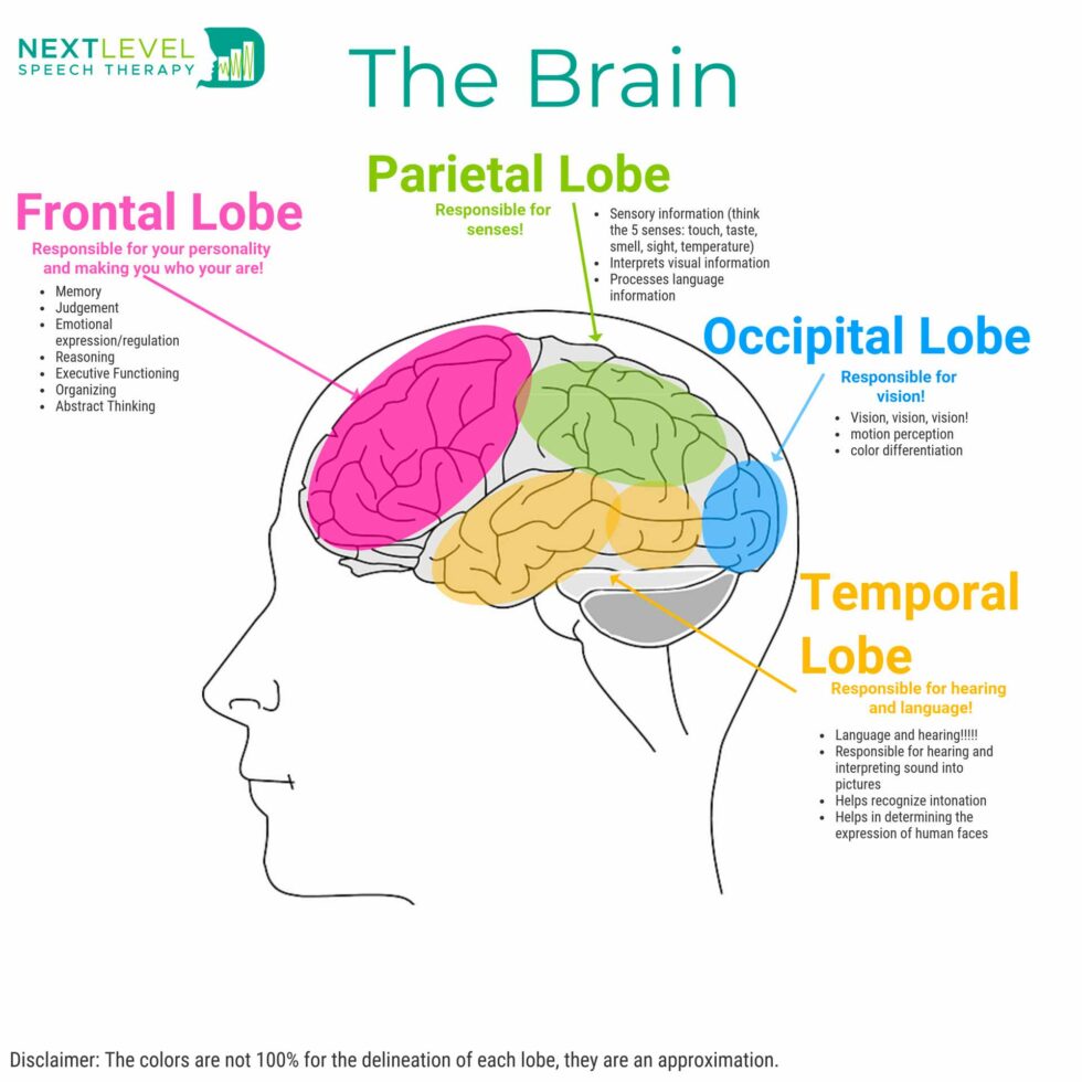 What is happening in my kid’s brain!! | Next Level Speech Therapy